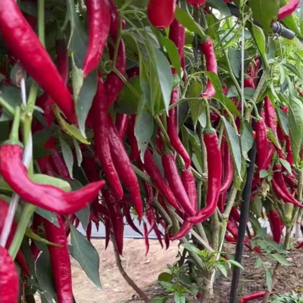 50 Butir Benih Cabai Jumbo Merah Benih Unggulan