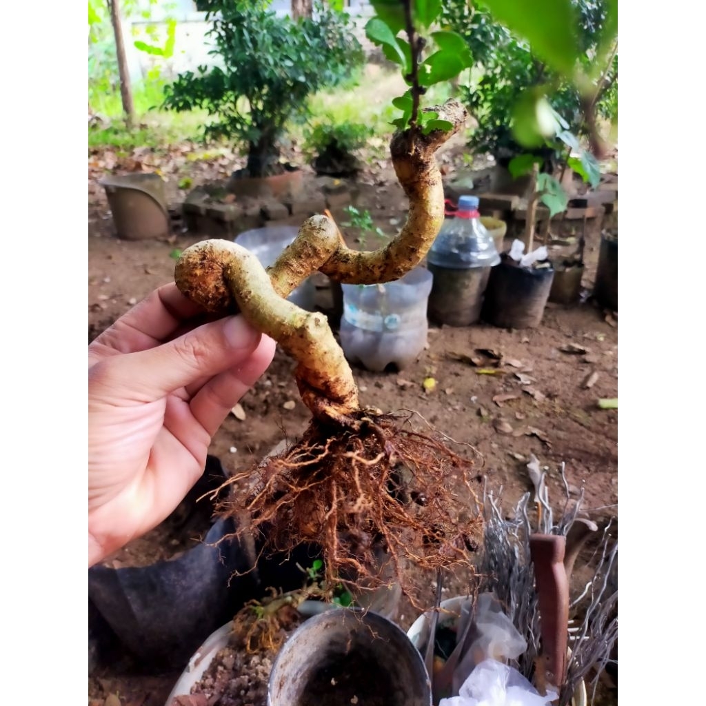 bahan bonsai Hokiantea meliuk