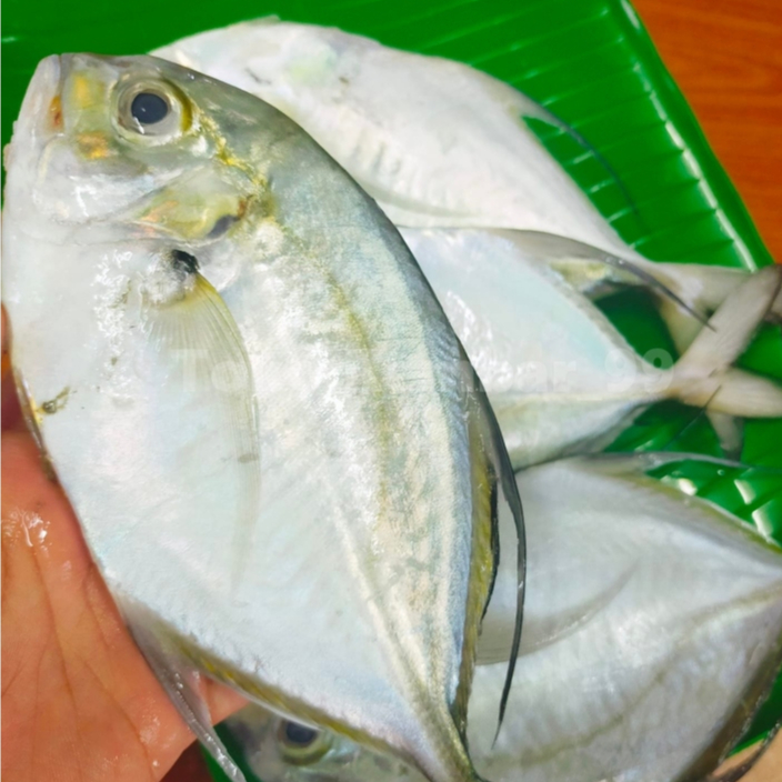 Ikan kuwe segar langsung dari pasar anyar bogor