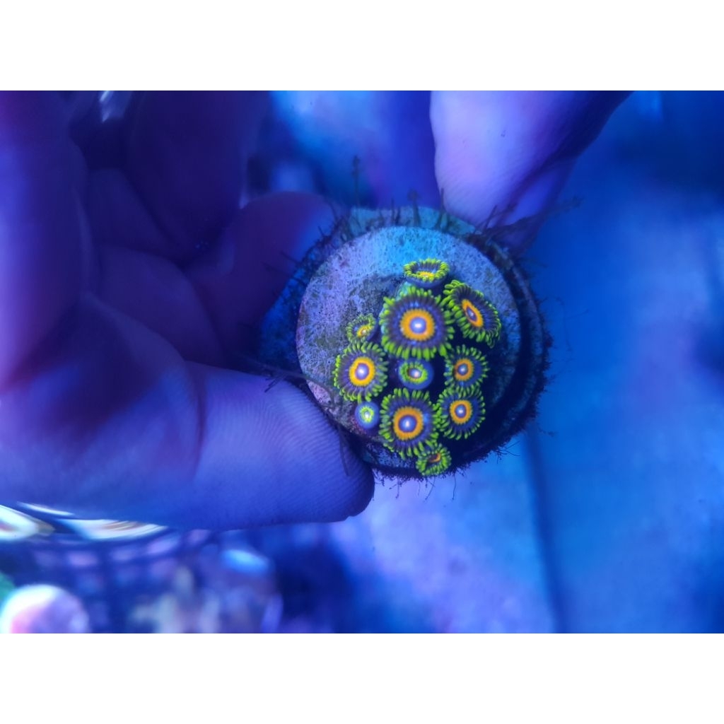Zoa Saint Saiya Per Frag
