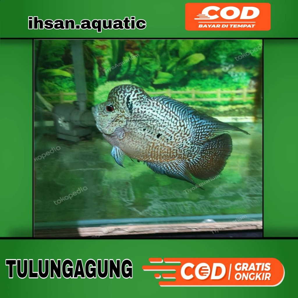 louhan cencu full mutirara jambul nonong 5-7cm bergaransi