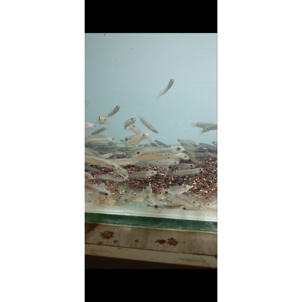 ikan channa blue bengal ukuran 4-5,6 Cm isi 20 ekor untuk  jualan lagi