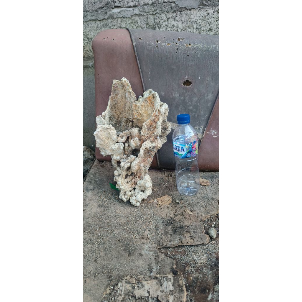 batu karang laut