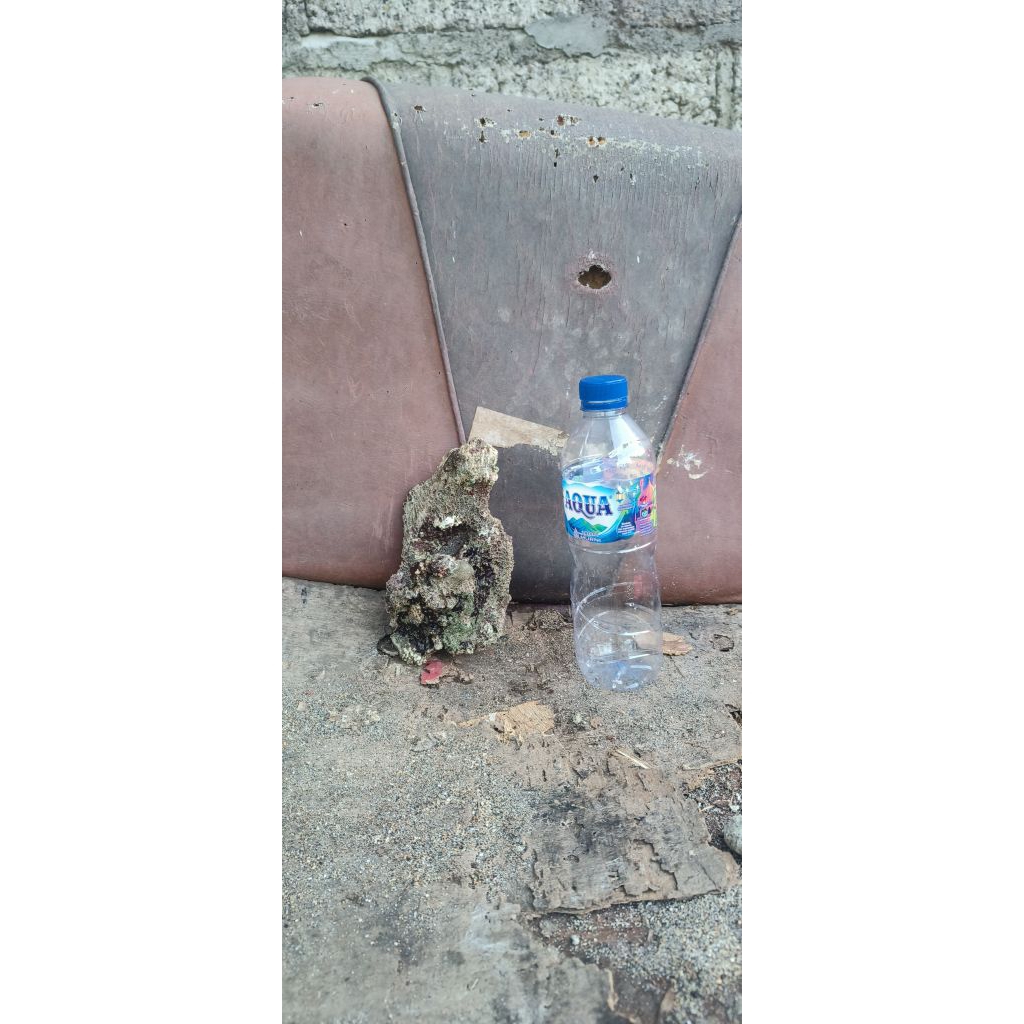 batu karang laut