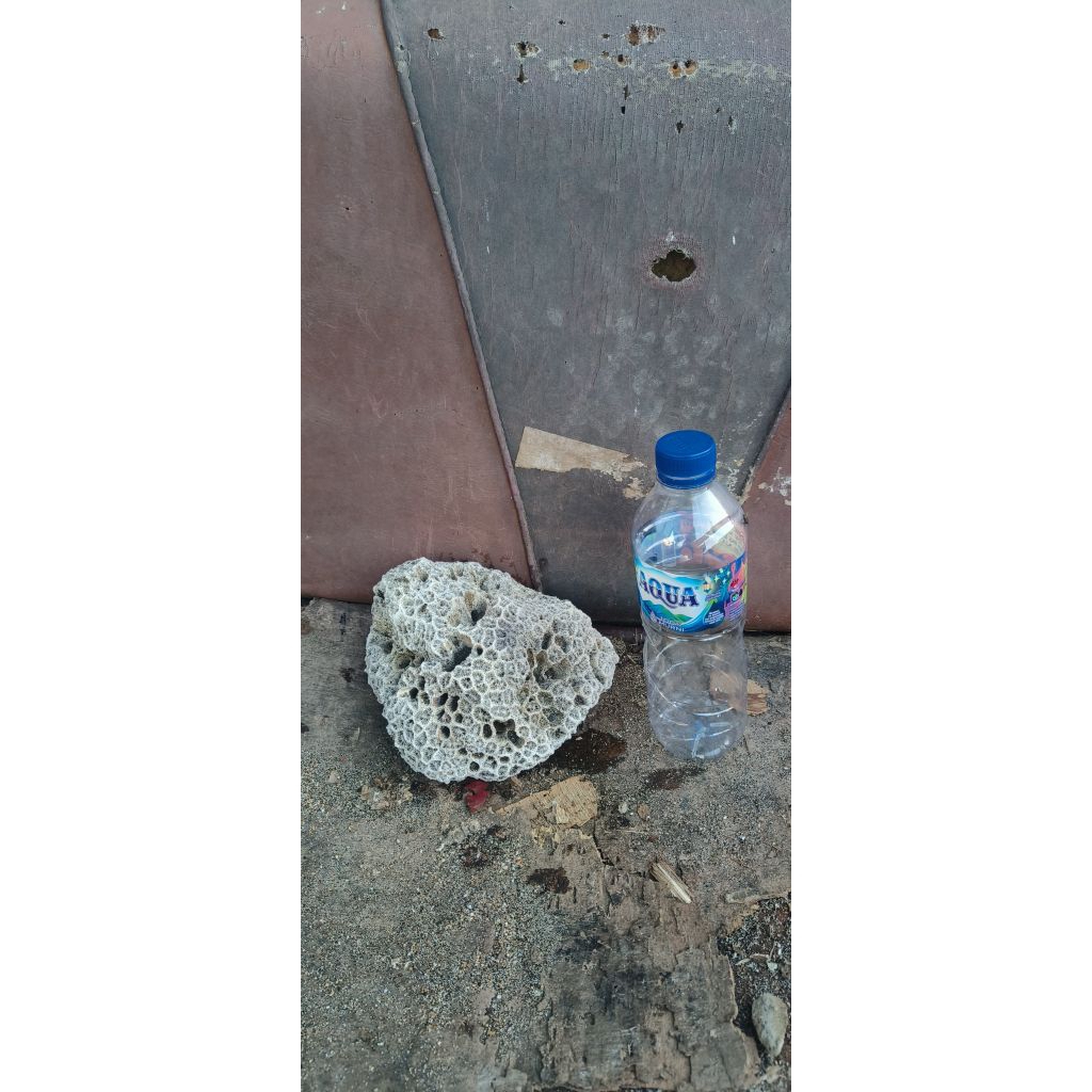 batu karang laut
