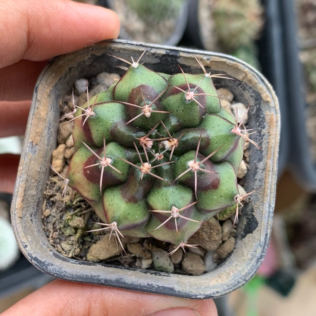 Gymnocalycium Mihanovichii id thailand varigata var ( Gymno Miha Hybrid Kaktus tanaman hidup hias gu