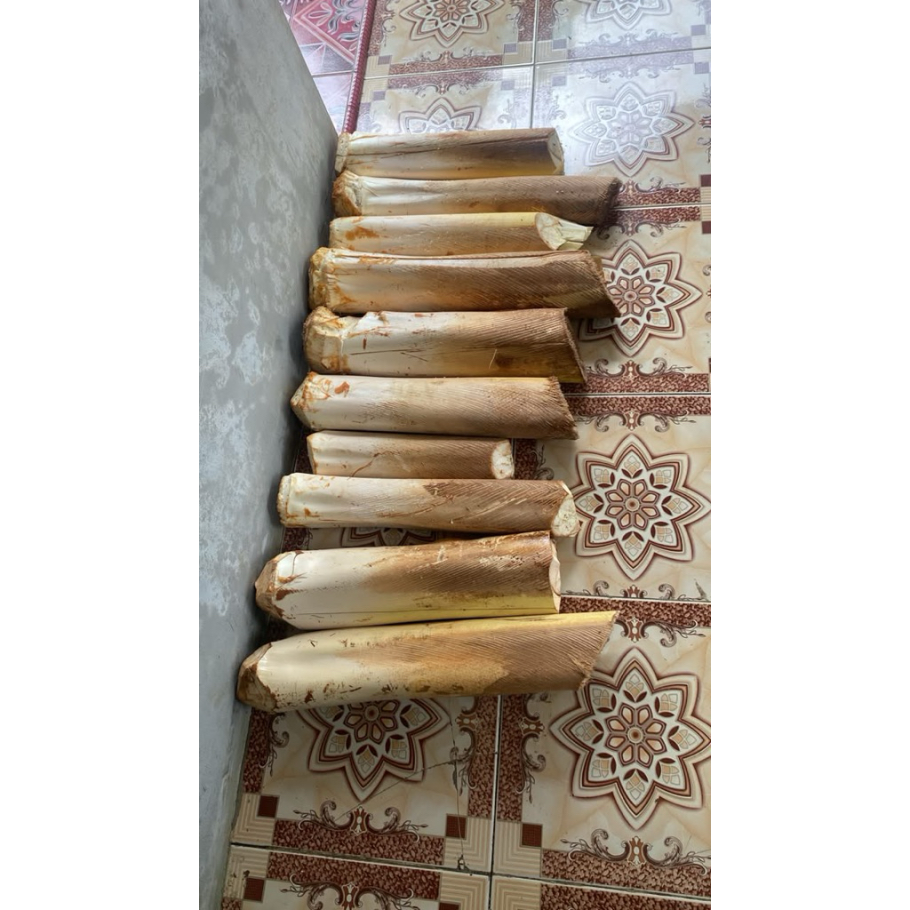 UMBUT KELAPA MUDA FRESH 1Kg | 2Kg | 3Kg | UMBUT KELAPA FRESH DADAKAN HASIL NEBANG