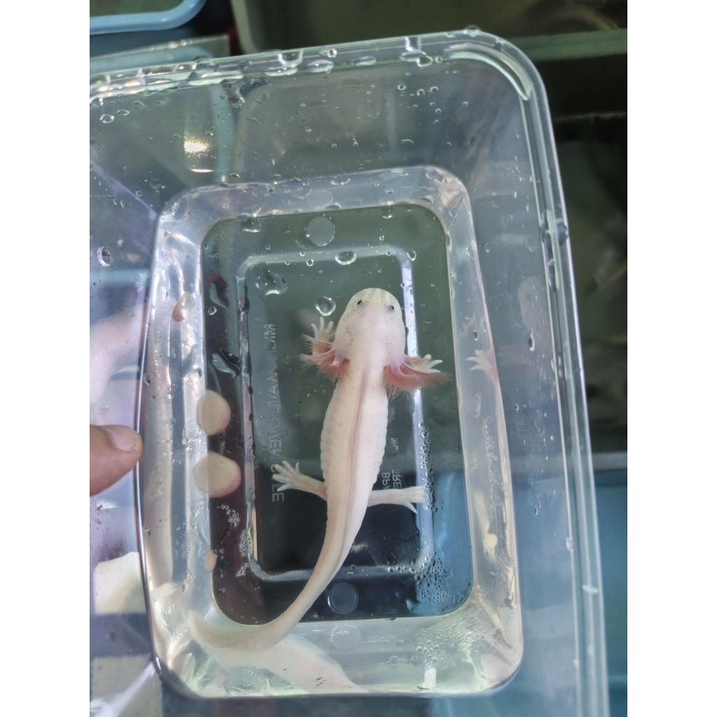 Miniatur axolotl uk 12-13 cm leucistic