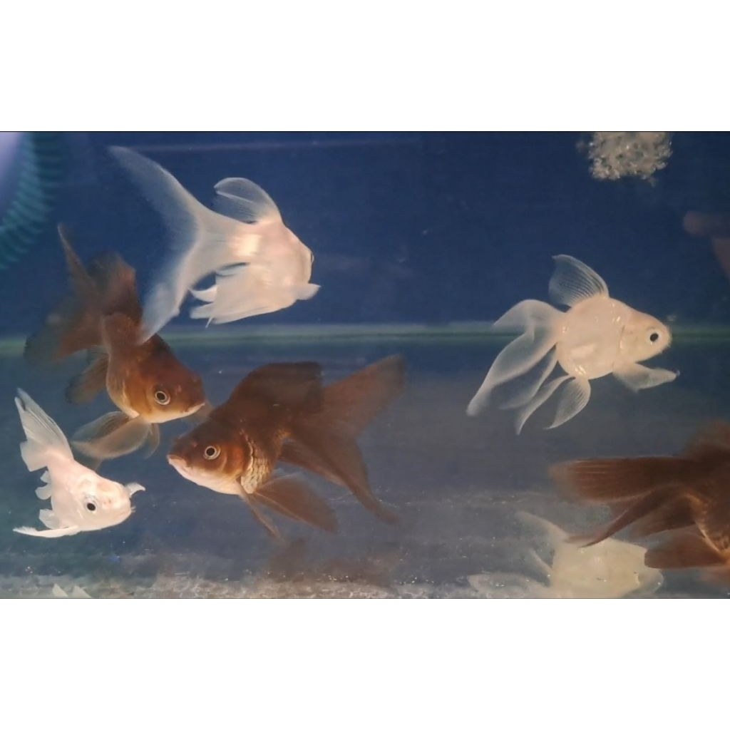 Hiasan Mainan Akuarium Koi Hudielong -+9-10cm / Koi Butterfly Shortbody