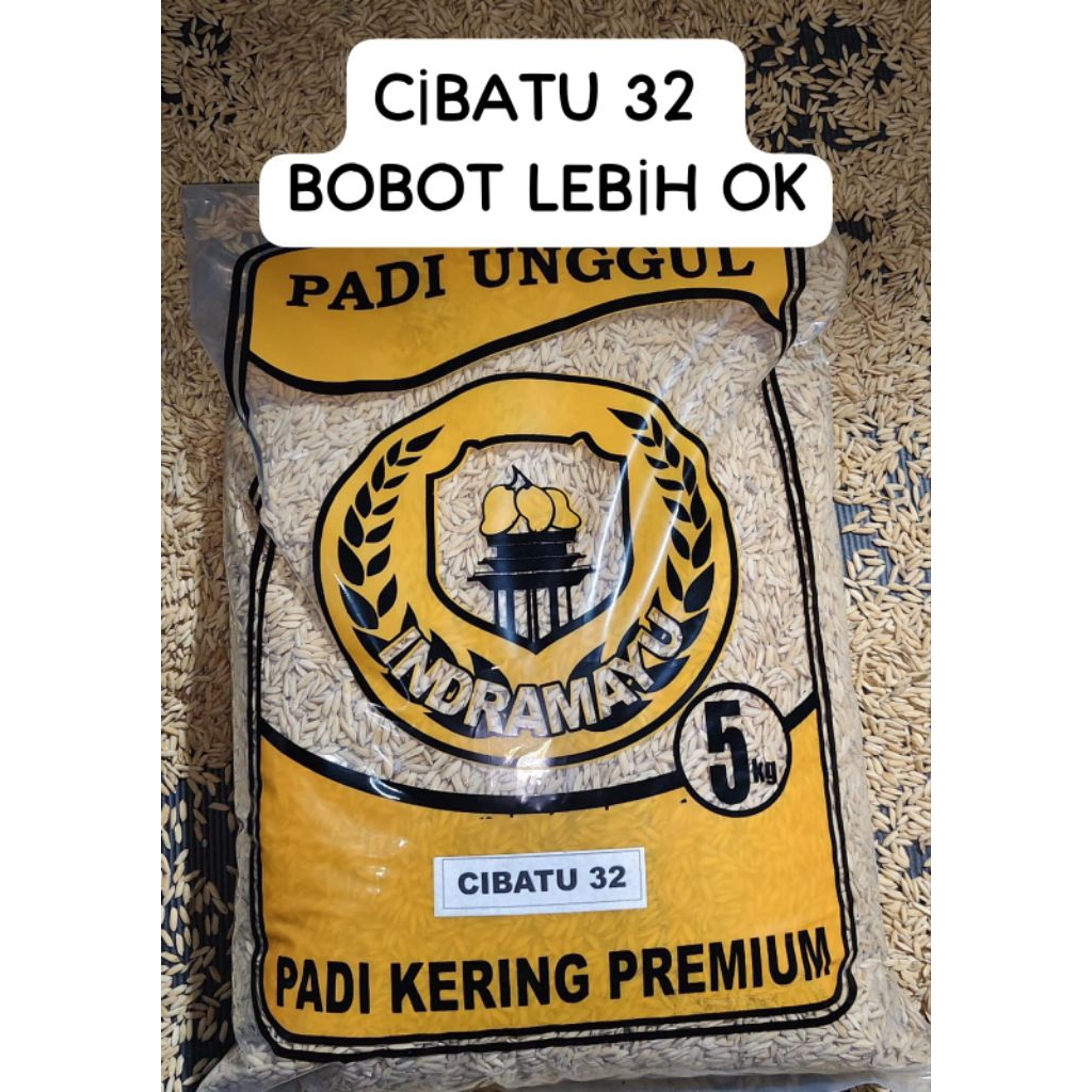 BENIH PADI CIBATU 32 ASLI INDRAMAYU