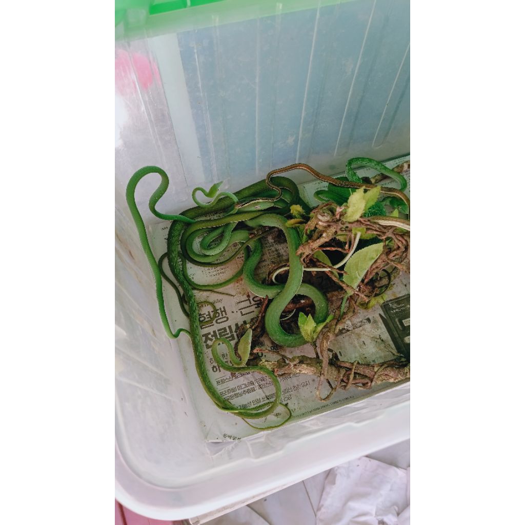 mainan ular pucuk jumboan  Ahaetula prasina