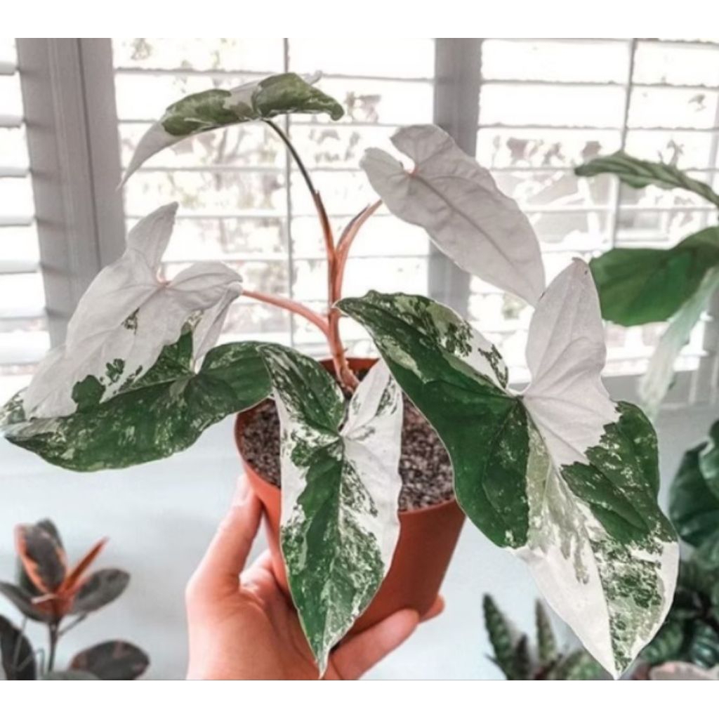 tanaman hias sygonium albo varigata