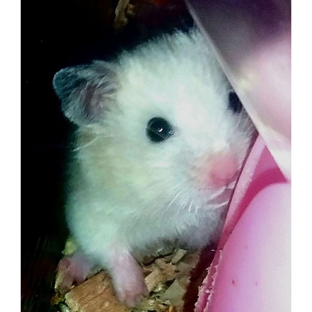 Hamster Syrian Putih
