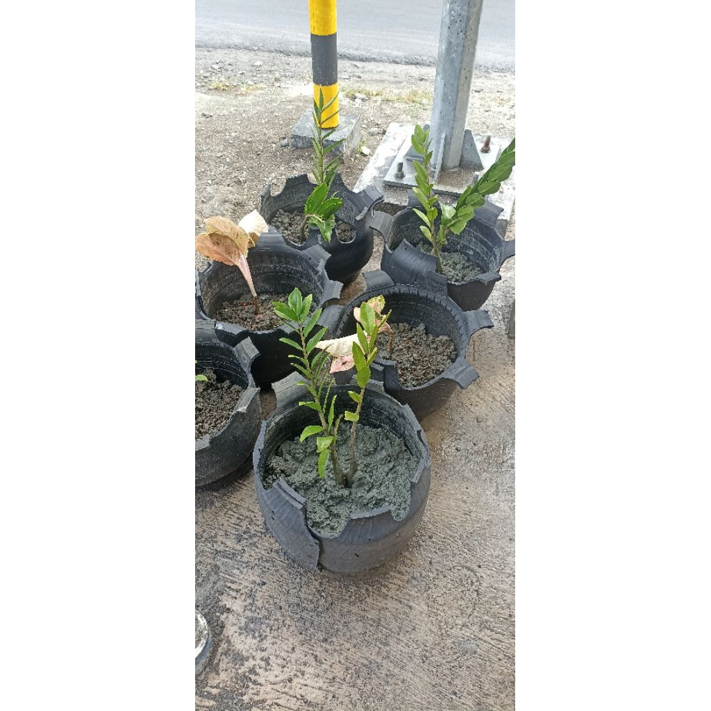 Pot Bunga Dari Ban Bekas Awet dan Tahan Lama.