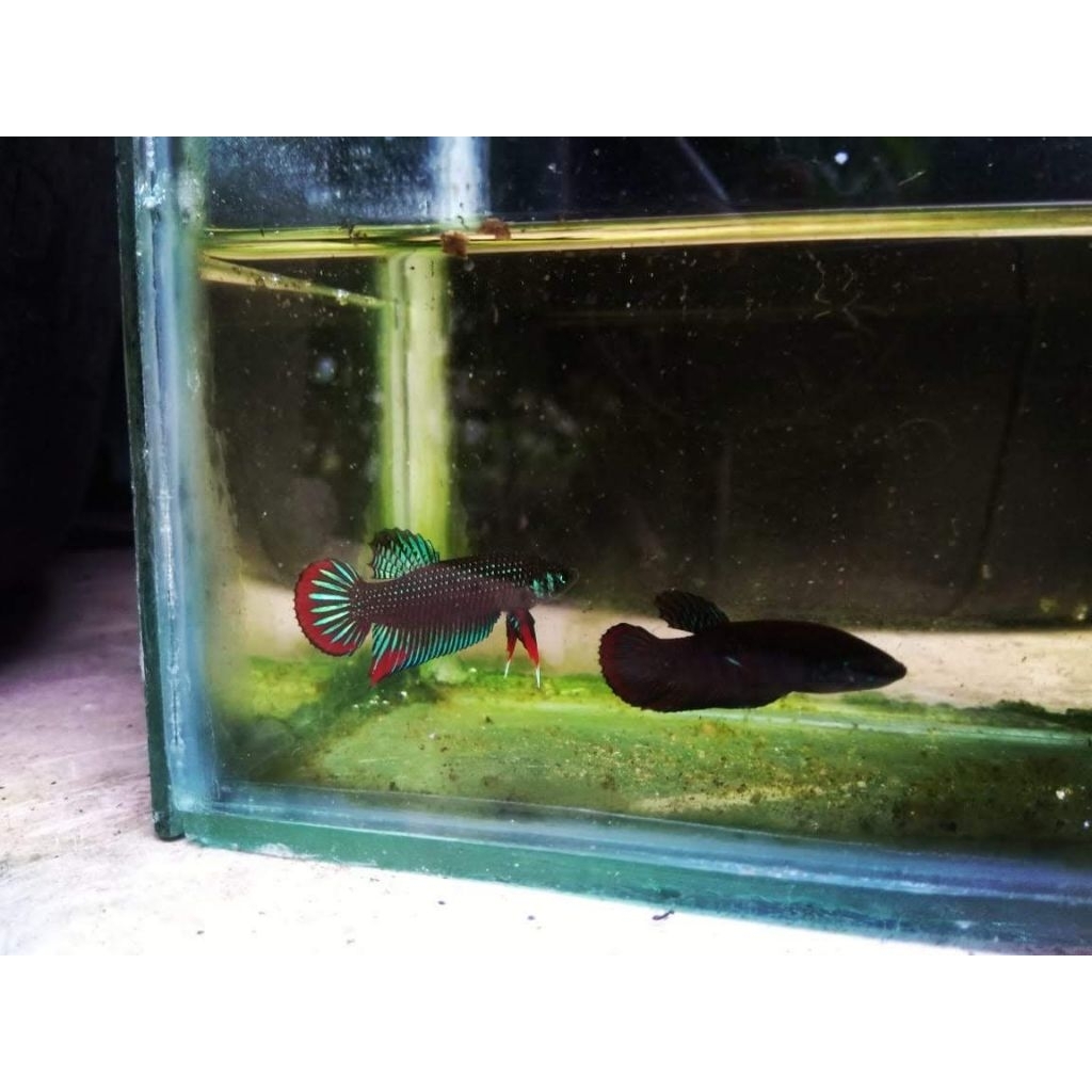 hiasan wild betta imbelis || cupang padi || cupang sawah || cupang alam || original tangkapan alam