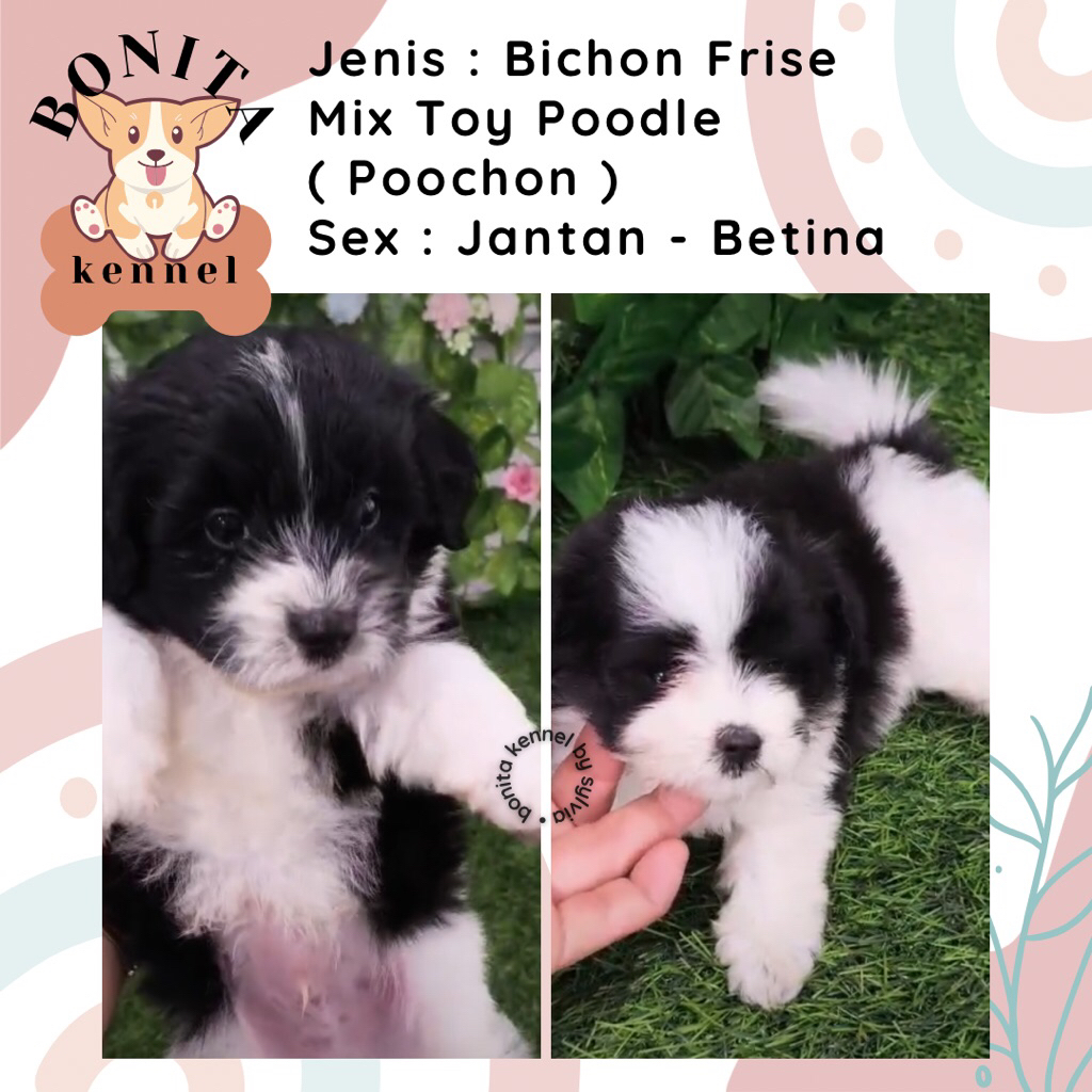 Poochon Bichon Frise Mix Poodle Anjing Bichon Poodle Particolor