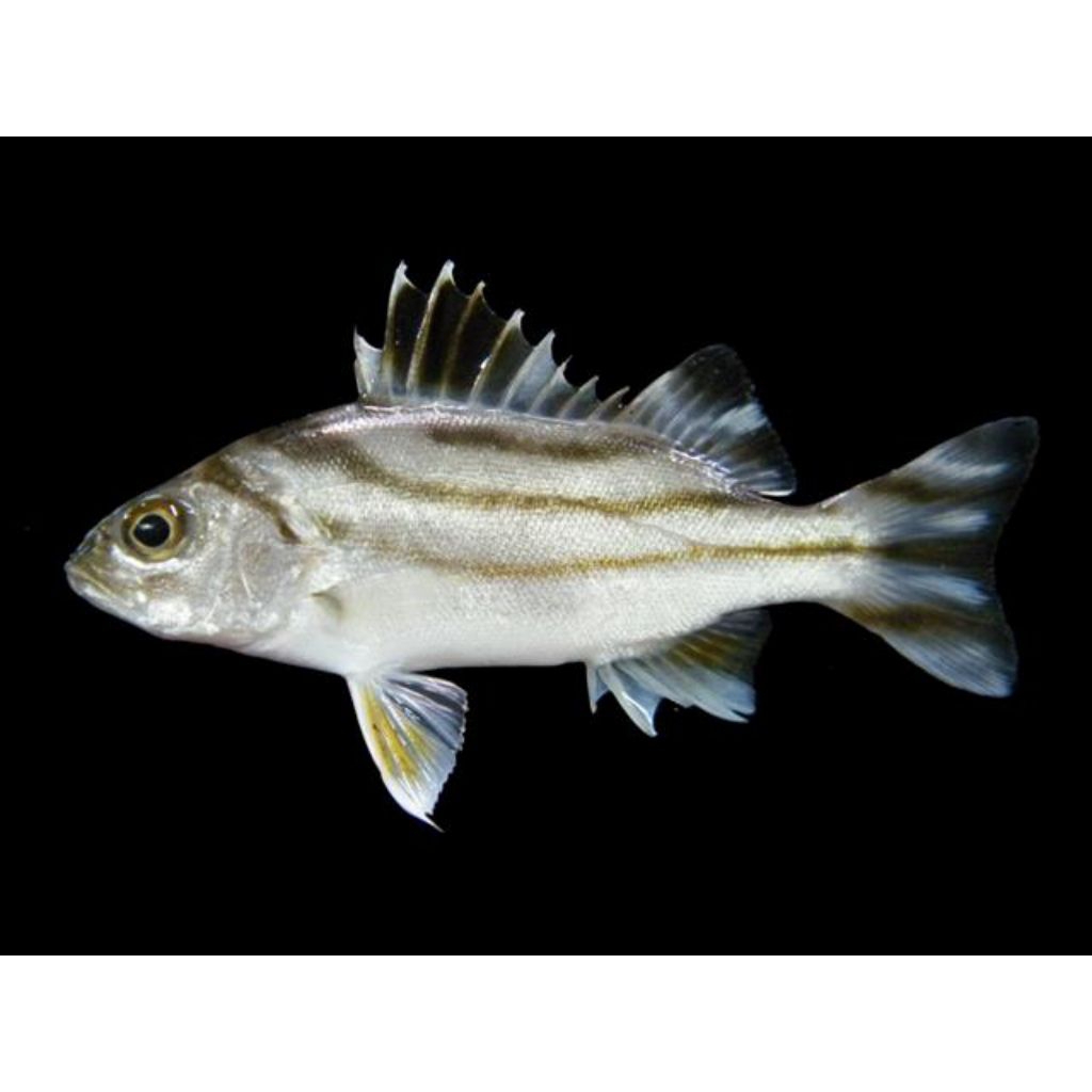 ikan predator kerong-kerong Full air tawar