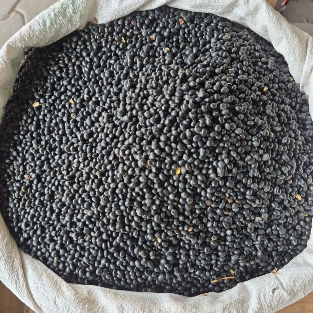 Kedelai Hitam