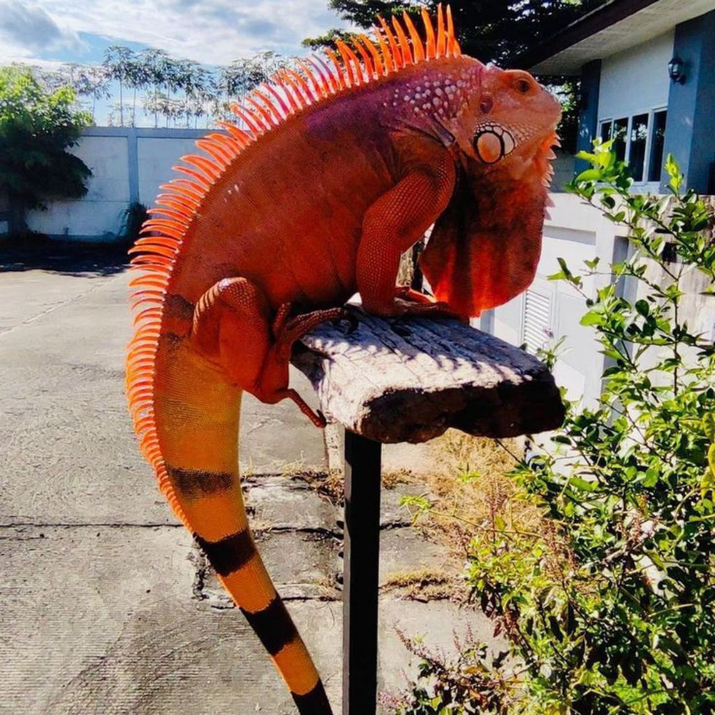 Mainan Iguana Super Red Uk 45/50 cm, Baby Up Iguana Super Red