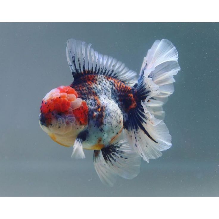 BABY ORANDA CALICO HIASAN AQUARIUM