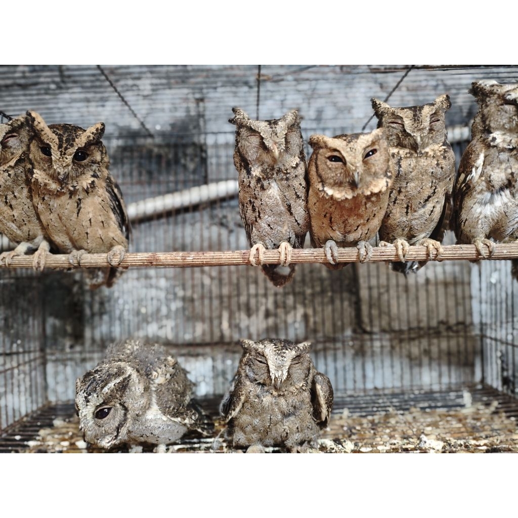BURUNG HANTU MINI CELEPUK ANAKAN & REMAJA