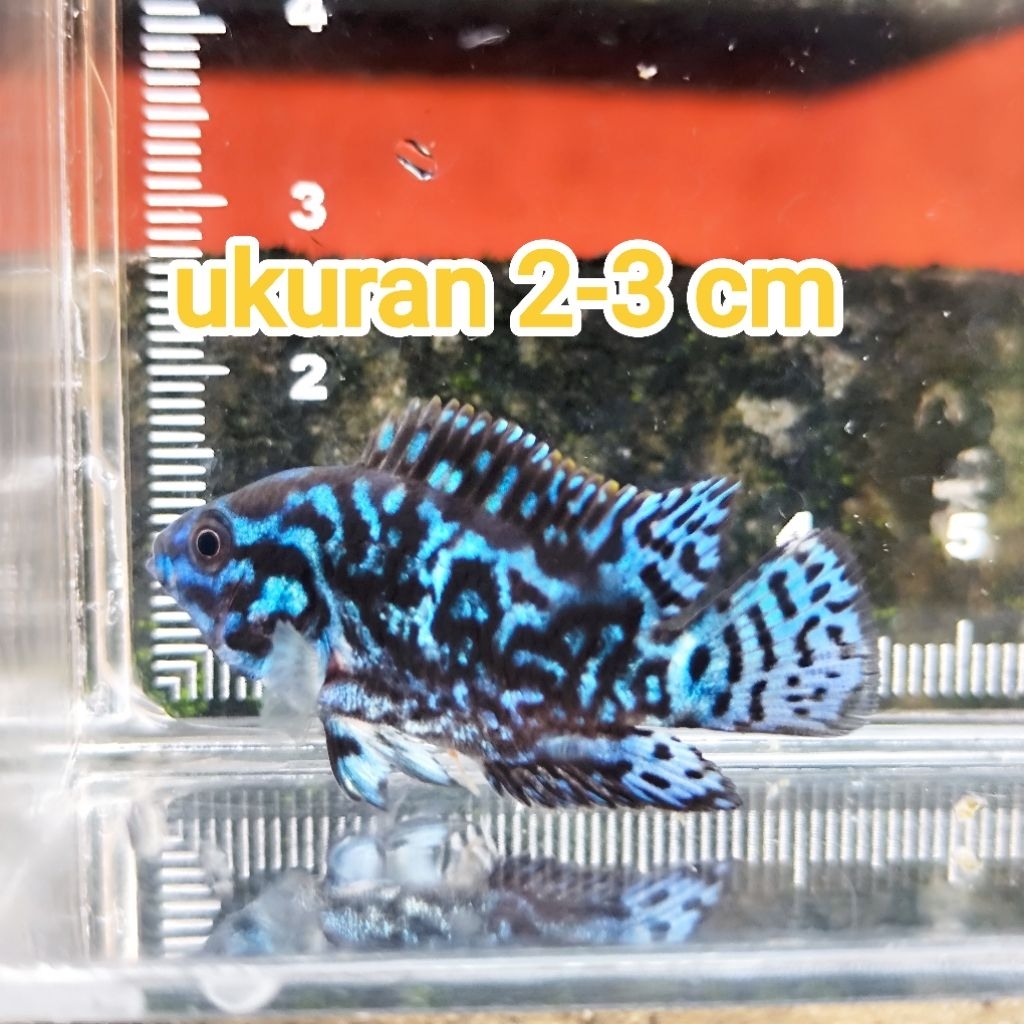 akuarium blue electric/ebjd/akuarium/aquascape