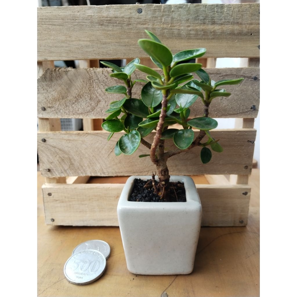 dolar, bonsai, bonsai dolar