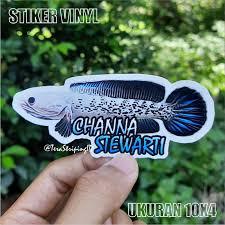 Stiker Channa Stewarti