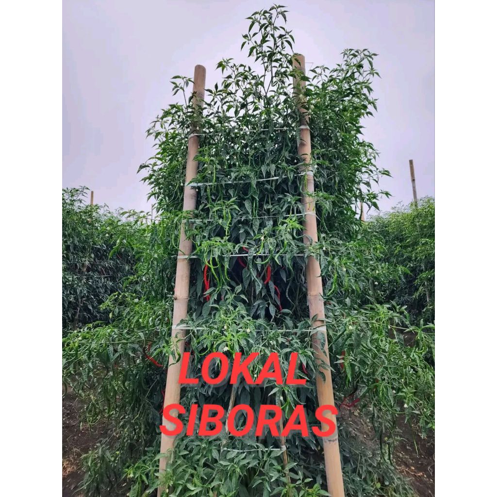 COD 30GR BIBIT/BENIH CABE LOKAL SIBORAS