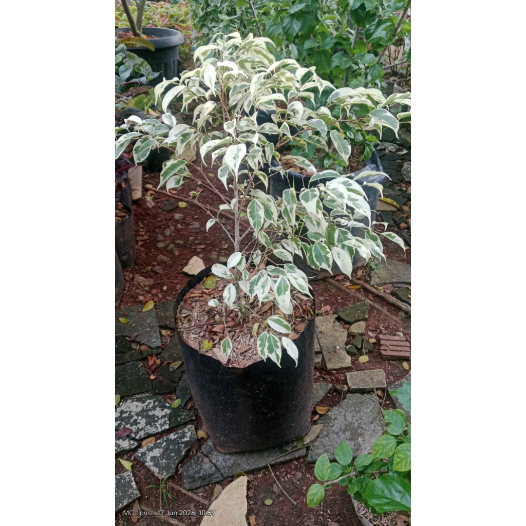 Beringin putih varigata tinggi -+45cm rimbun tinggal pajang murah