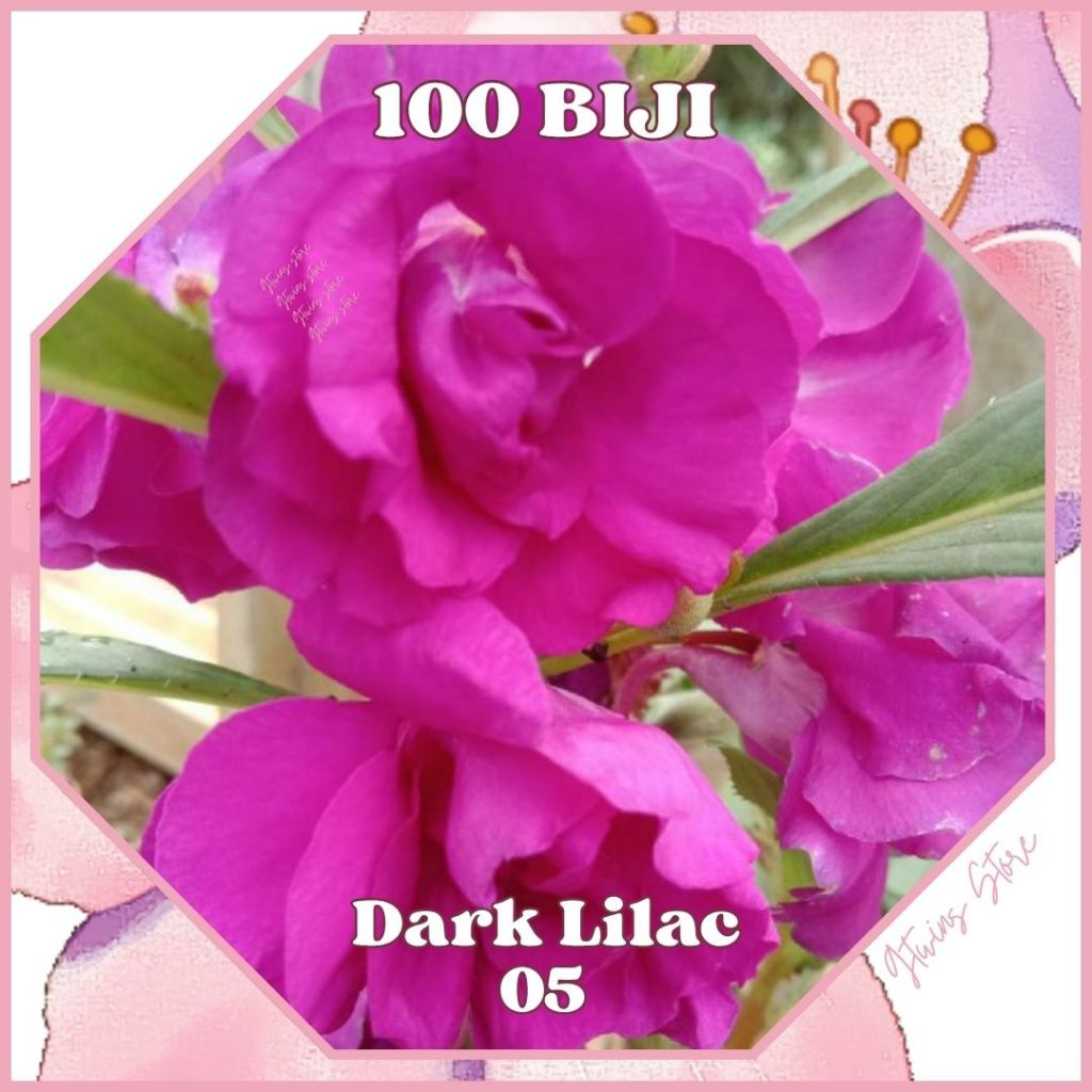 100 Benih Bunga Pacar Air Tumpuk Impatiens Balsamina  Dark Lilac