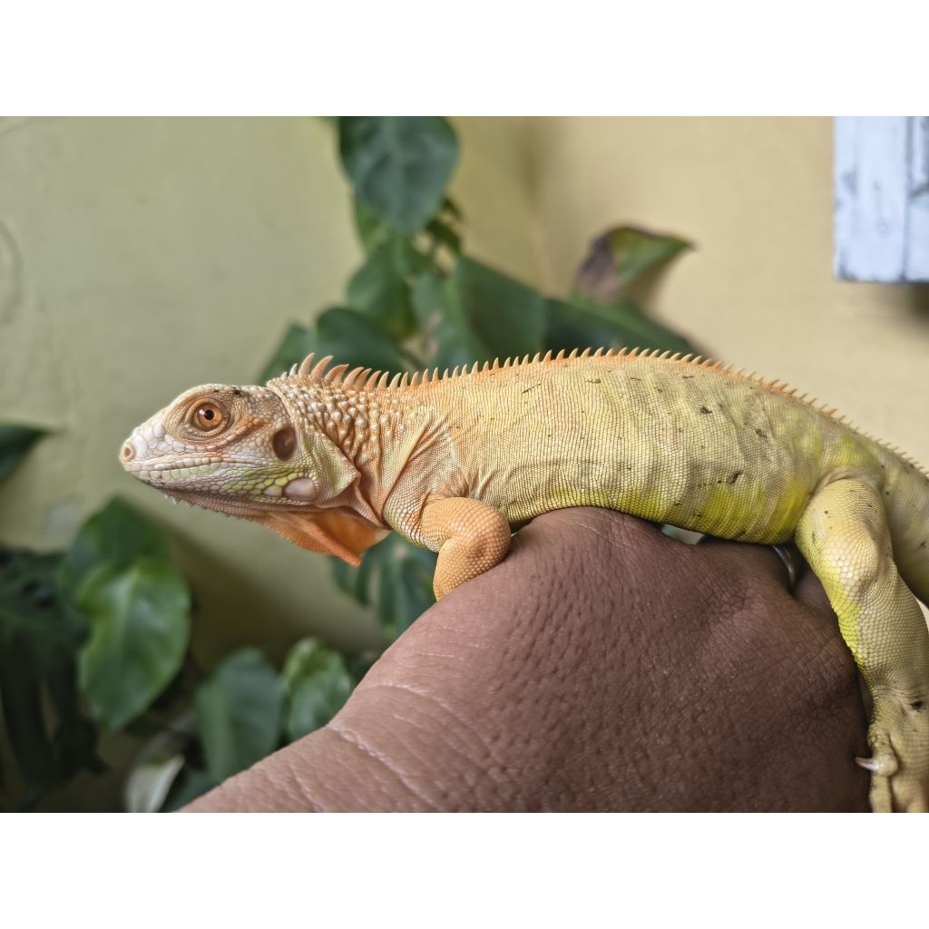 Mainan iguana red albino medan