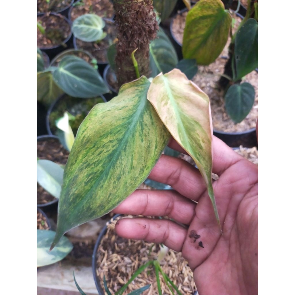 philodendron Mican variegata