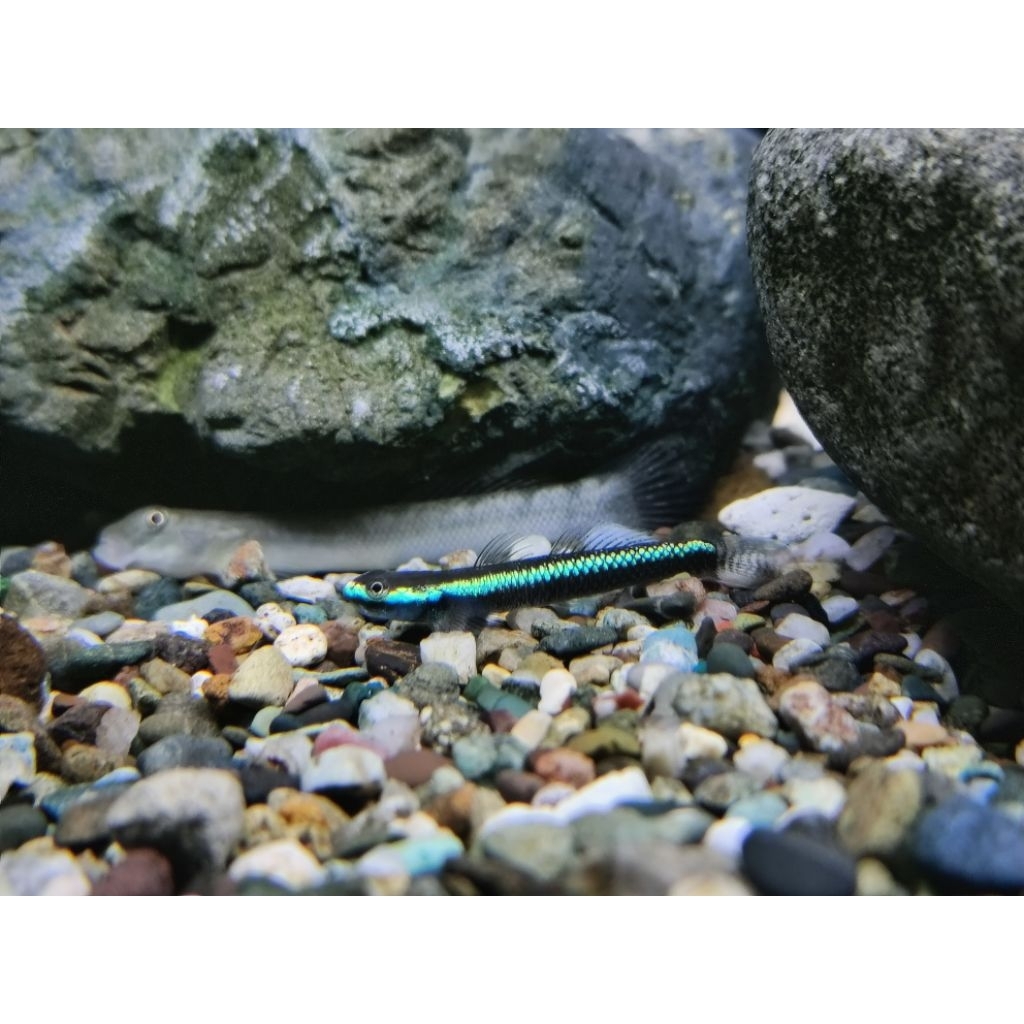Stiphodon Semoni/Blue Neon Goby