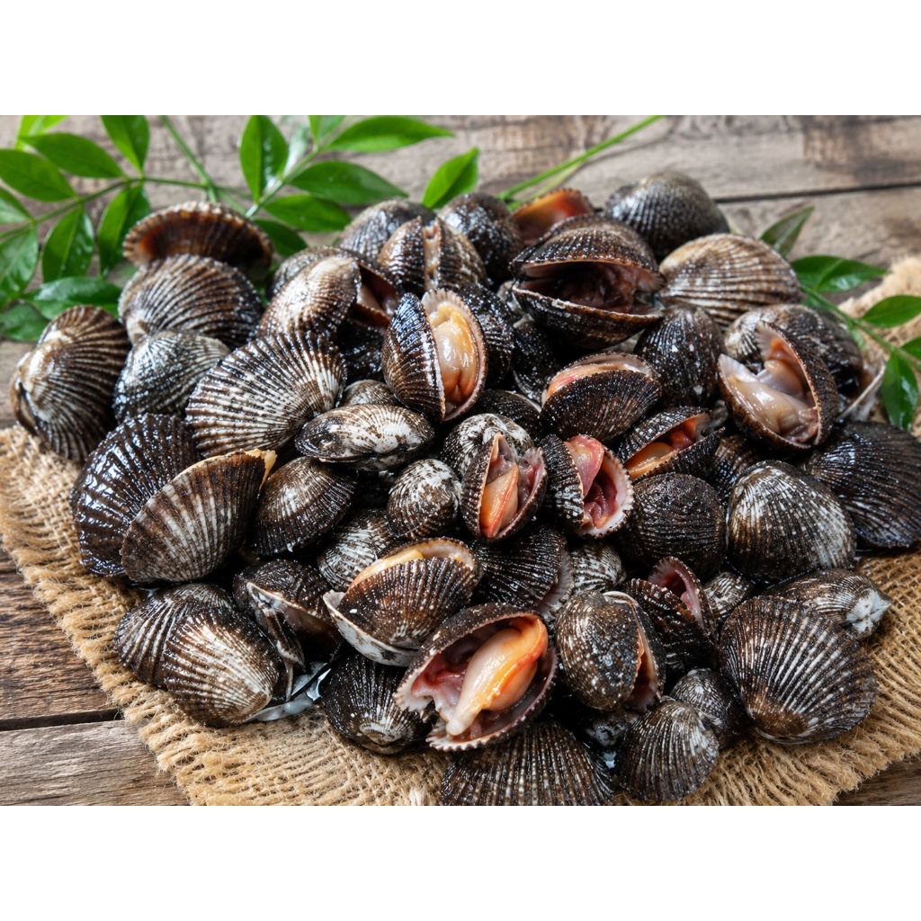 kerang bulu fresh, seafood segar, 500g- 1kg, untuk saus padang, kerang rebus, kerang premium, seafoo