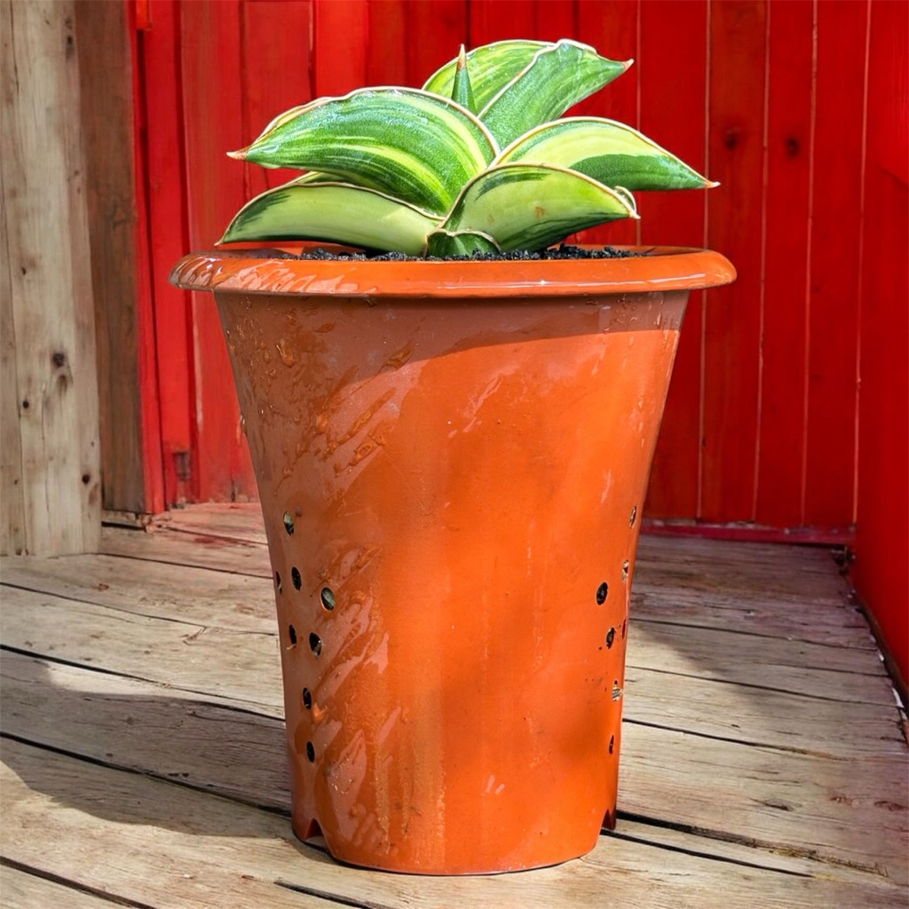 tanaman hias sanseviera SAMURAI DWARF VARIGATA sansevieria sansevera sanseviera sansivera lidah mert