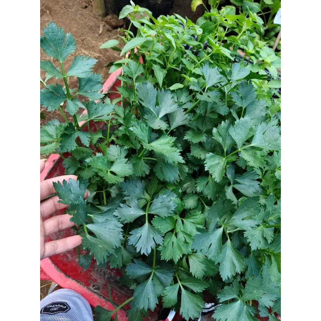 Bibit pohon daun seledri siap tanam / benih seledri unggul -100% organik