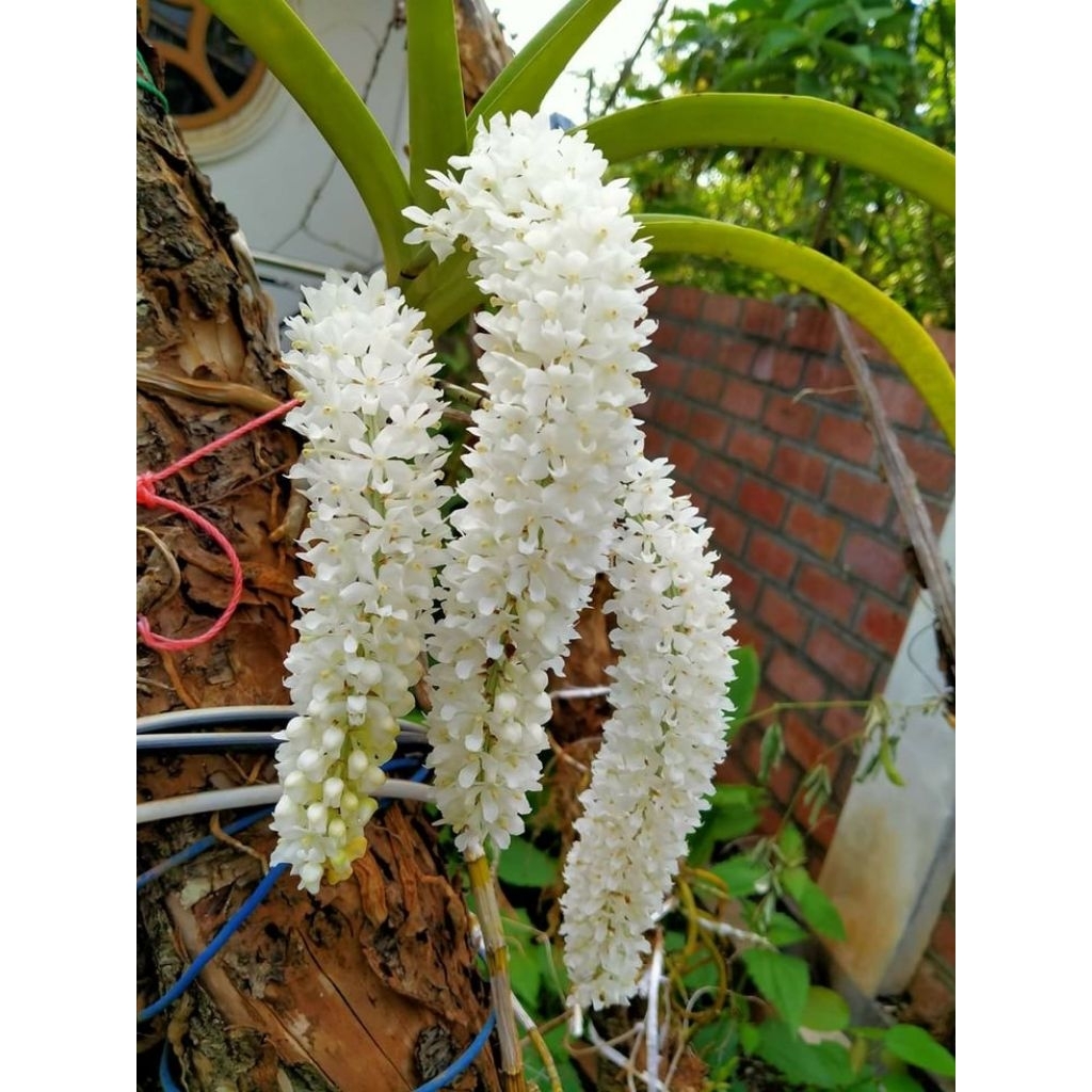 Anggrek Rhyncoctylis Retusa Ekor Tupai Var Alba/Albino langka Dewasa