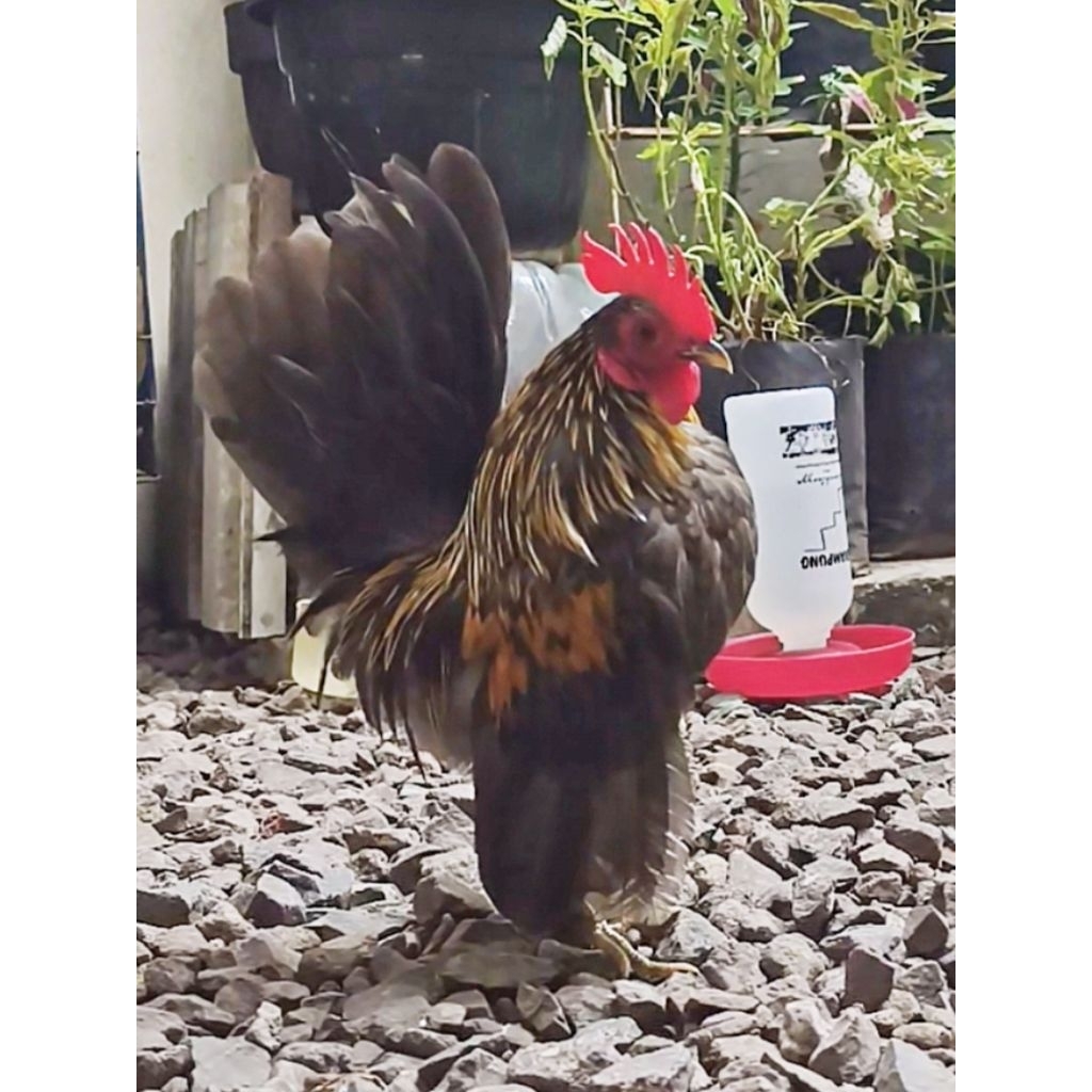 Ayam Hias Serama FOTO ASLI