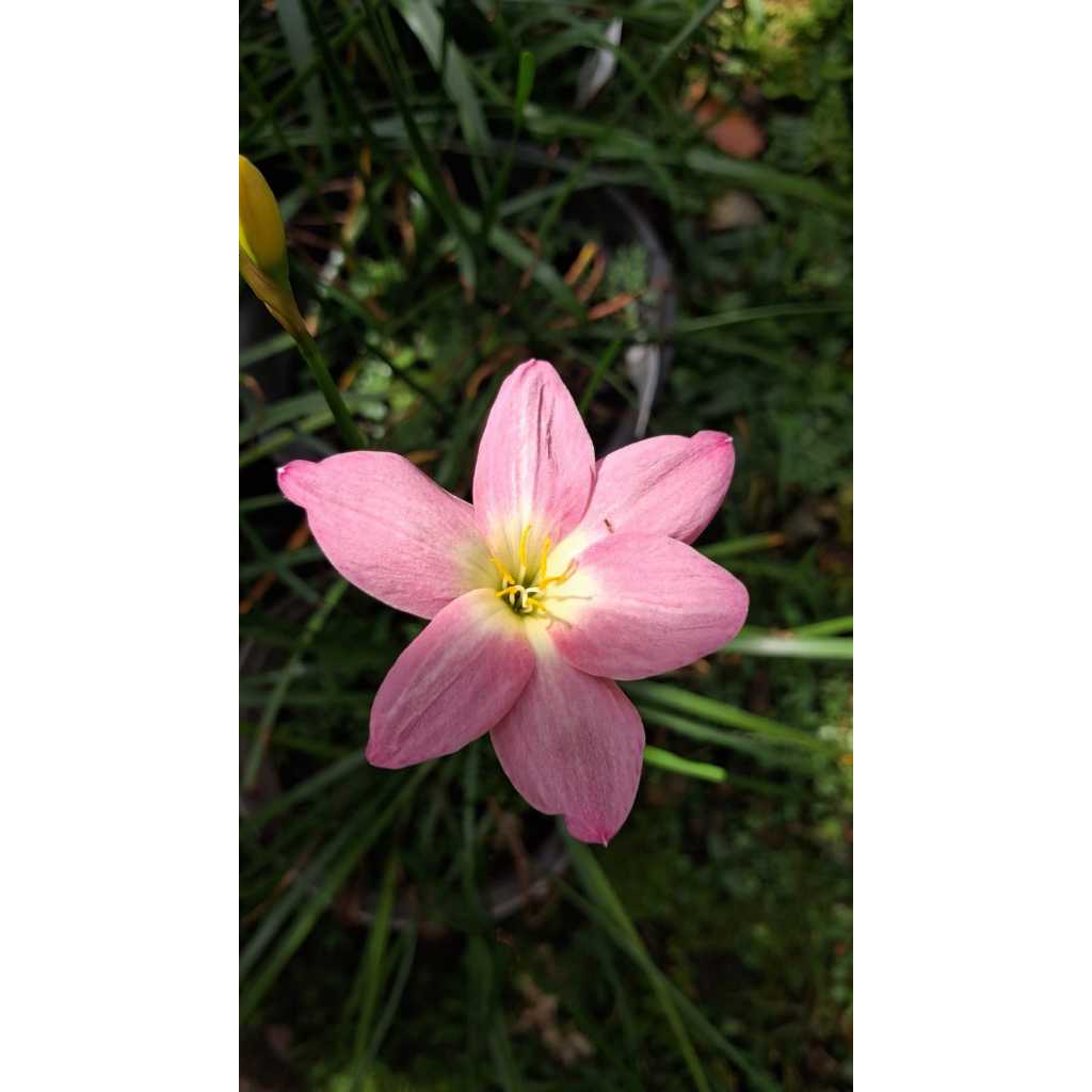 Zephyranthes pinkbesar
