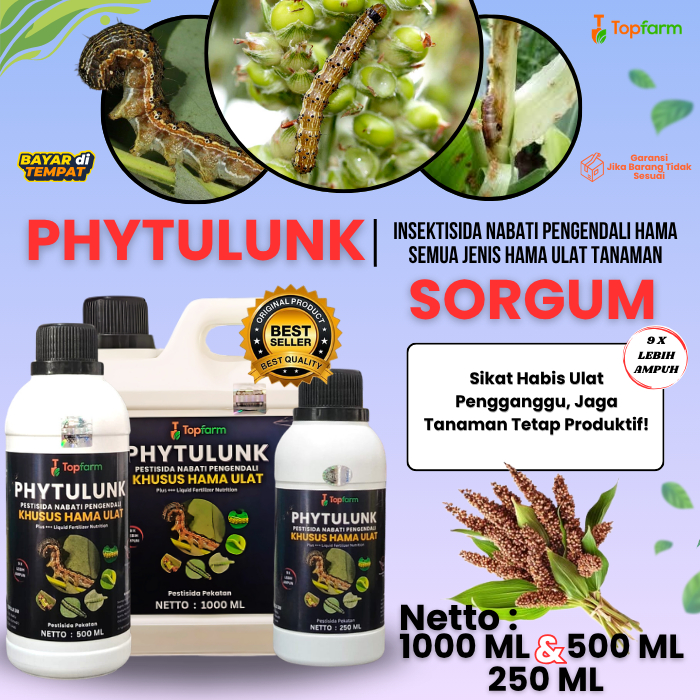 Obat Pembasmi Hama Ulat Sorgum / Obat Ulat Sorgum Ampuh / Pembasmi Ulat Daun Sorgum / Obat Hama Sorg