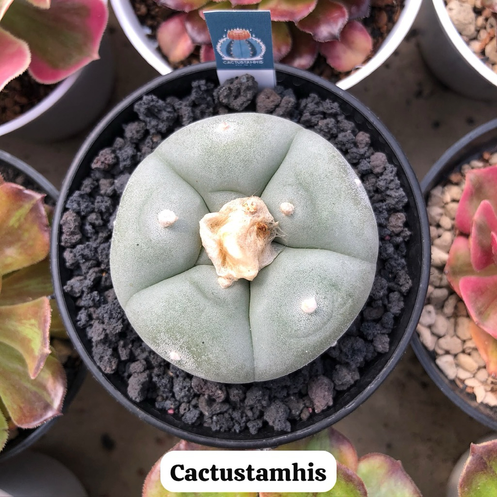 Lophophora