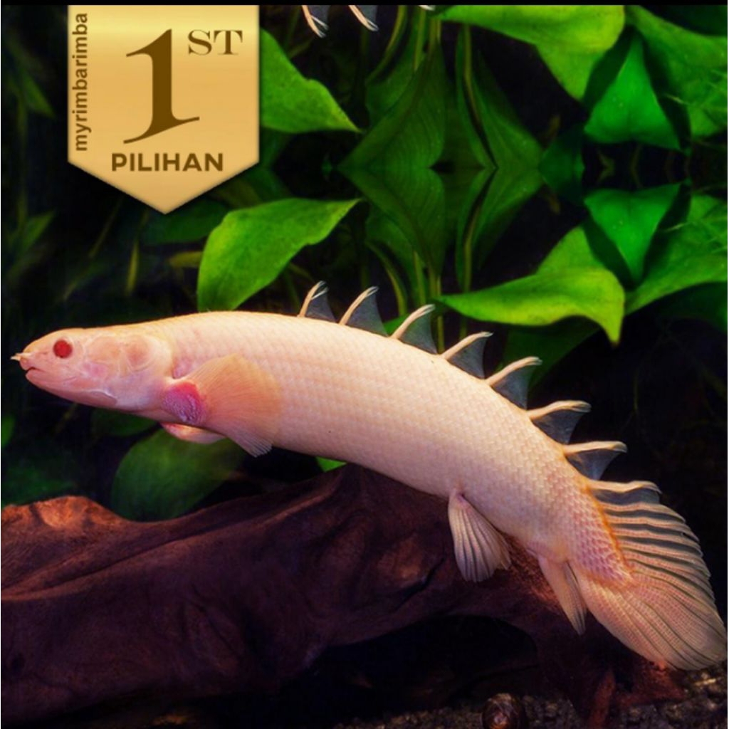Palmas Albino Ikan Hias Predator Hiasan Aquarium Tanaman Aquascape