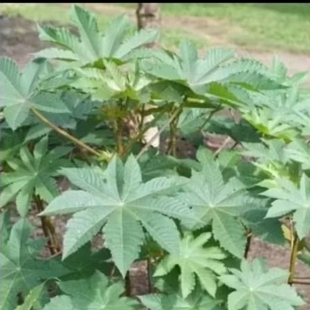 5 Lembar Daun Jarak Kepyar