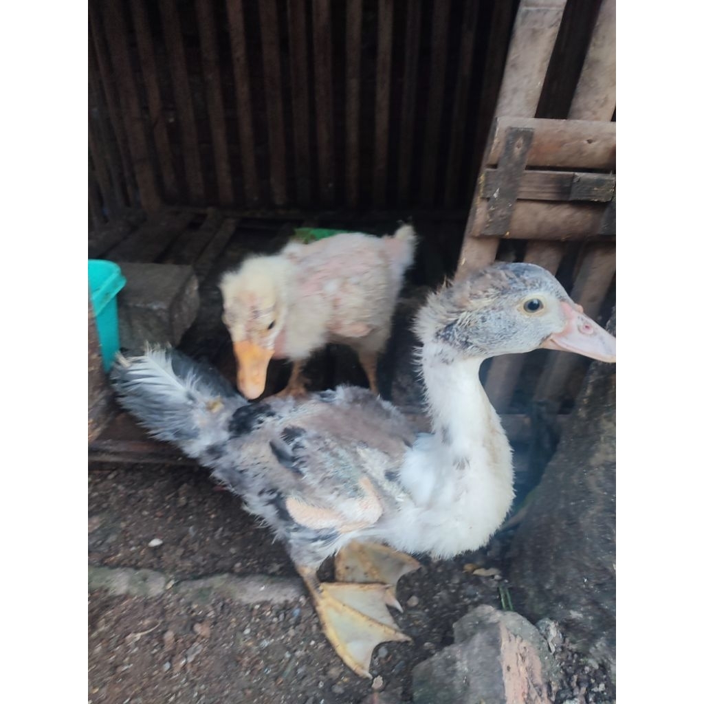 anakan angsa/ soang dan entok