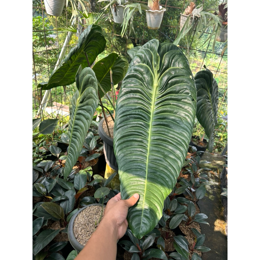 Tanaman Hias Antharium Veitchii King Narrow / Antharium Vietchii king / antharium Vitchii ori King n