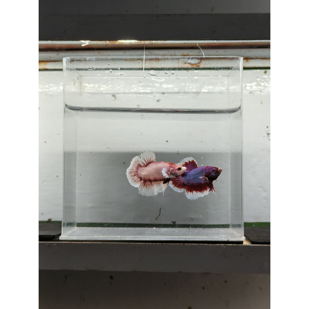 IKAN CUPANG PK BIG EAR