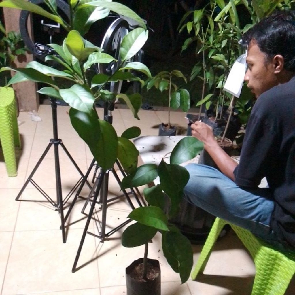 bibit cempedak