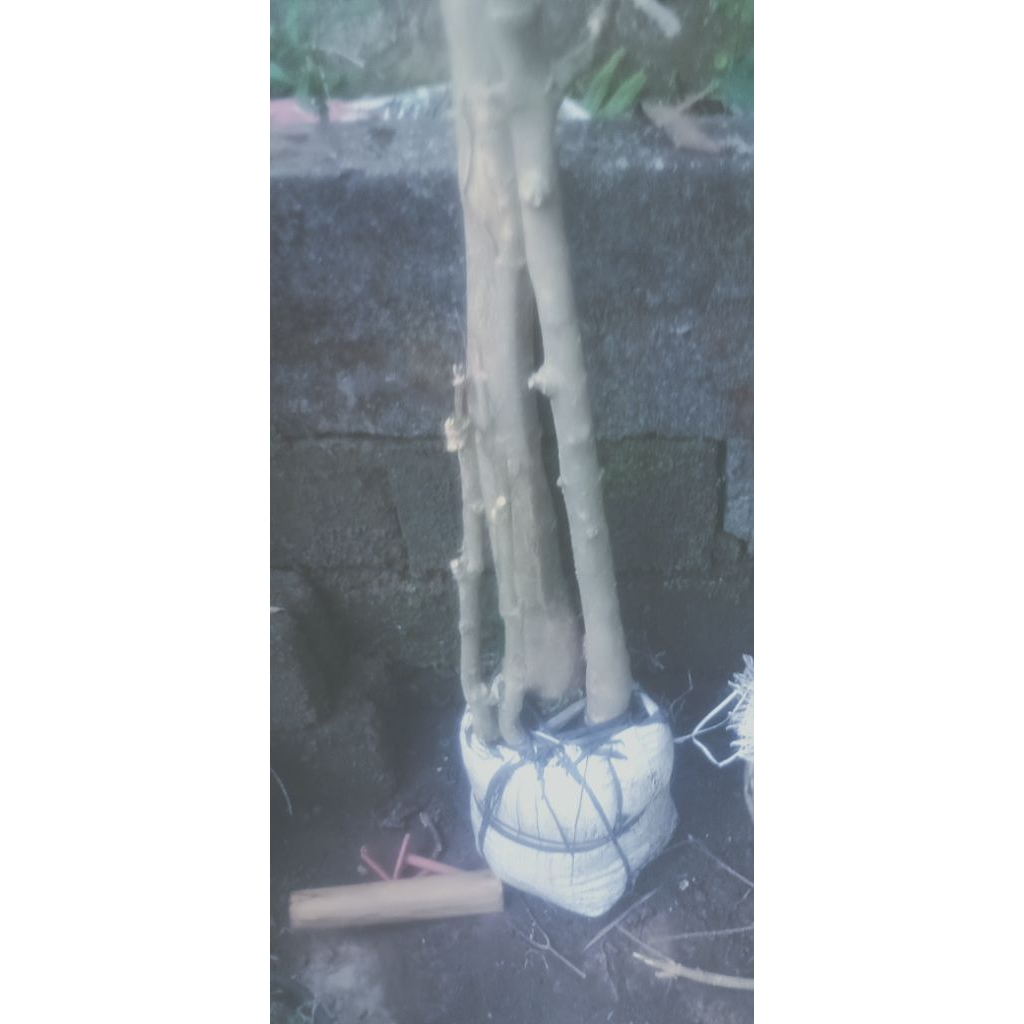 mentaos/ jalitri besar(10kg)