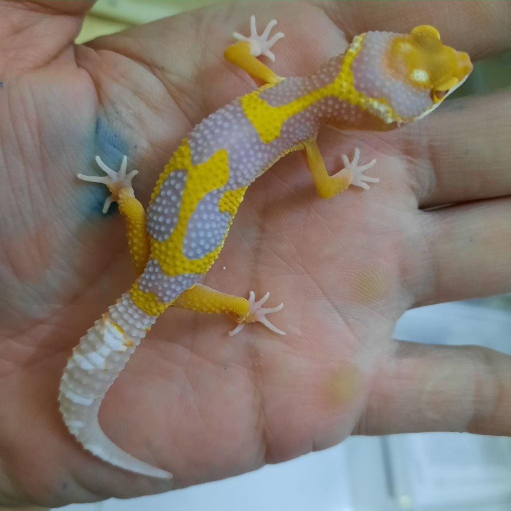 Sesuai foto Mainan Gecko Leopard bold stripe tremper